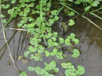 Ranunculus hederaceus 8, Klimopwaterranonkel, Saxifraga-Rutger Barendse