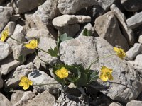 Ranunculus hybridus 2, Saxifraga-Willem van Kruijsbergen