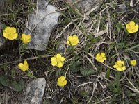 Ranunculus hybridus 3, Saxifraga-Willem van Kruijsbergen