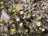 Ranunculus hybridus 4, Saxifraga-Willem van Kruijsbergen