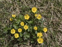 Ranunculus hybridus 5, Saxifraga-Willem van Kruijsbergen