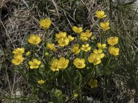 Ranunculus hybridus 6, Saxifraga-Willem van Kruijsbergen