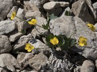 Ranunculus hybridus 7, Saxifraga-Willem van Kruijsbergen