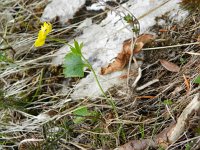 Ranunculus hybridus 8, Saxifraga-Rutger Barendse