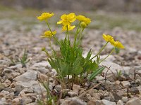 Ranunculus hybridus 9, Saxifraga-Luuk Vermeer