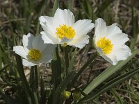 Ranunculus kuepferi 12, Saxifraga-Jan van der Straaten