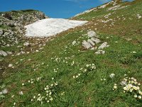 Ranunculus kuepferi 14, habitat, Saxifraga-Willem van Kruijsbergen