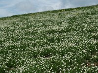 Ranunculus kuepferi 15, habitat, Saxifraga-Willem van Kruijsbergen