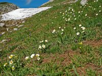 Ranunculus kuepferi 17, habitat, Saxifraga-Willem van Kruijsbergen