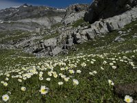 Ranunculus kuepferi 2, Saxifraga-Willem van Kruijsbergen