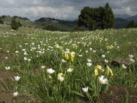 Ranunculus kuepferi 21, Saxifraga-Jan van der Straaten