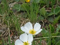 Ranunculus kuepferi 22, Saxifraga-Jeroen Willemsen