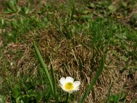 Ranunculus kuepferi 23, Saxifraga-Dirk Hilbers