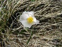 Ranunculus kuepferi 25, Saxifraga-Rutger Barendse