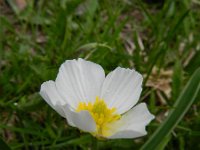 Ranunculus kuepferi 27, Saxifraga-Rutger Barendse