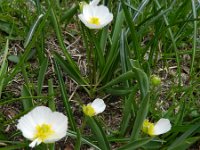 Ranunculus kuepferi 28, Saxifraga-Rutger Barendse