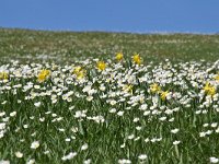 Ranunculus kuepferi 29, Saxifraga-Luuk Vermeer