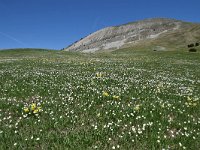 Ranunculus kuepferi 31, Saxifraga-Luuk Vermeer