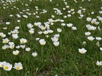 Ranunculus kuepferi 33, Saxifraga-Luuk Vermeer