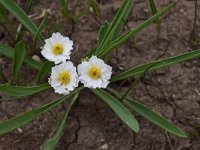 Ranunculus kuepferi 34, Saxifraga-Luuk Vermeer