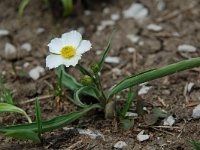 Ranunculus kuepferi 4, Saxifraga-Willem van Kruijsbergen