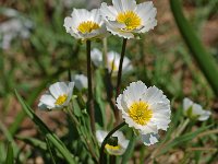 Ranunculus kuepferi 5, Saxifraga-Willem van Kruijsbergen