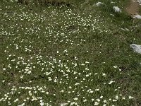 Ranunculus kuepferi 7, Saxifraga-Jan van der Straaten