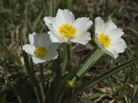 Ranunculus kuepferi 9, Saxifraga-Jan van der Straaten