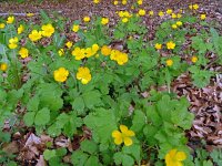 Ranunculus lanuginosus 2, Saxifraga-Hans Grotenhuis