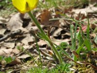 Ranunculus millefoliatus 2, Saxifraga-Rutger Barendse