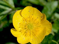 Ranunculus montanus 13, Saxifraga-Sonja Bouwman  Mountain buttercup - Ranunculus montanus - Ranunculaceae familie; Alp Trider (Zw)