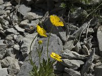 Ranunculus montanus 3, Saxifraga-Jan van der Straaten