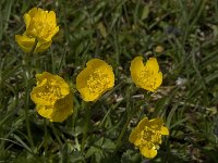 Ranunculus montanus 5, Saxifraga-Willem van Kruijsbergen