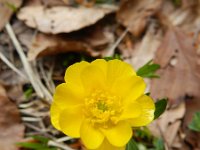 Ranunculus montanus 9, Saxifraga-Rutger Barendse