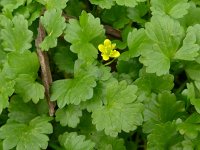 Ranunculus muricatus 12, Stekelboterbloem, Saxifraga-Jelle van Dijk