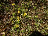 Ranunculus muricatus 13, Stekelboterbloem, Saxifraga-Peter Meininger