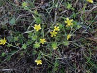 Ranunculus muricatus 14, Stekelboterbloem, Saxifraga-Peter Meininger