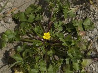 Ranunculus muricatus 2, Stekelboterbloem, Saxifraga-Willem van Kruijsbergen