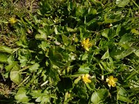 Ranunculus muricatus 21, Stekelboterbloem, Saxifraga-Ed Stikvoort