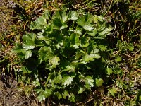 Ranunculus muricatus 23, Stekelboterbloem, Saxifraga-Ed Stikvoort