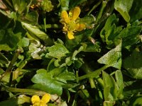 Ranunculus muricatus 24, Stekelboterbloem, Saxifraga-Ed Stikvoort