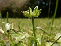 Ranunculus muricatus 27, Stekelboterbloem, Saxifraga-Ed Stikvoort