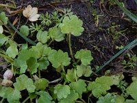 Ranunculus muricatus 28, Stekelboterbloem, Saxifraga-Ed Stikvoort