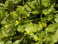 Ranunculus muricatus 5, Stekelboterbloem, Saxifraga-Jan van der Straaten