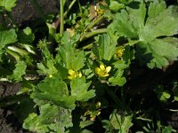 Ranunculus muricatus 6, Stekelboterbloem, Saxifraga-Jeroen Willemsen