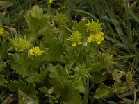 Ranunculus muricatus 7, Stekelboterbloem, Saxifraga-Willem van Kruijsbergen