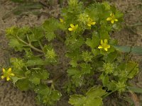 Ranunculus muricatus 8, Stekelboterbloem, Saxifraga-Willem van Kruijsbergen