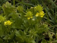 Ranunculus muricatus 9, Stekelboterbloem, Saxifraga-Willem van Kruijsbergen