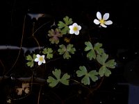 Ranunculus ololeucos 13, Witte waterranonkel, Saxifraga-Ed Stikvoort