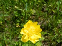 Ranunculus paludosus 2, Saxifraga-Rutger Barendse